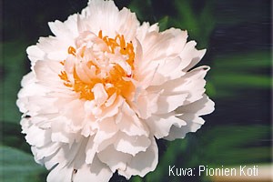 Paeonia lactiflora 'Primevere'